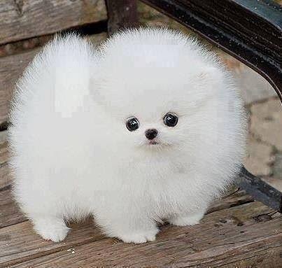 gamfoo, gambar unik di indonesia dan dunia: foto anjing peliharaan