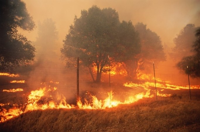 Trí tuệ nhân tạo ngăn chặn cháy rừng, mất điện
