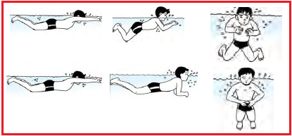 Cara Cepat Belajar Renang Gaya Dada Terbaru