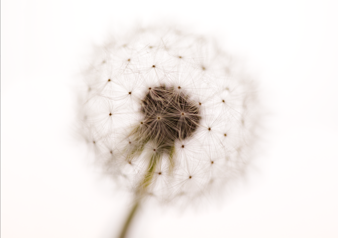 Bobby dandelion. The dandelion seed. Девушка с одуванчиком. Dandelion seeds album. Ее зовут nikkydandelion.