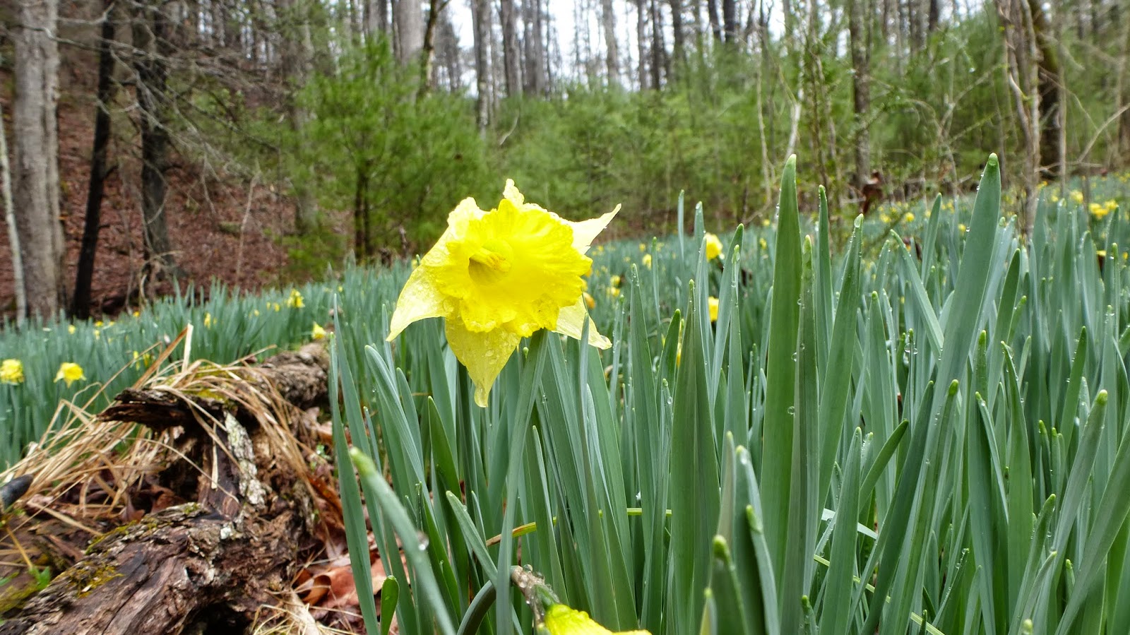 greenmon's folly March 20 Daffodil Flats