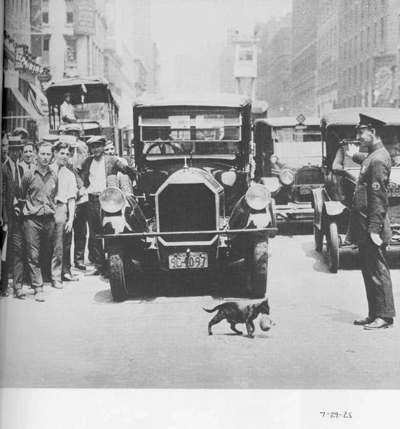 It's a Snap !: Feline Friday December 13, 2013 It's a Snap !: Feline Friday December 13, 2013