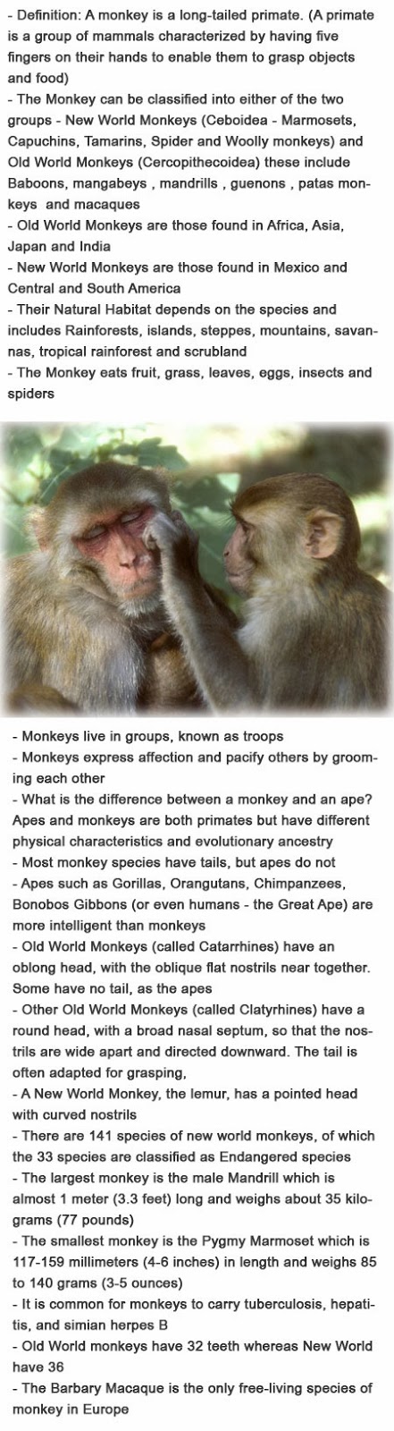 Facts on monkeys