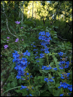 Blue Penstemons on Cascade Trail Blue Penstemons on Cascade Trail