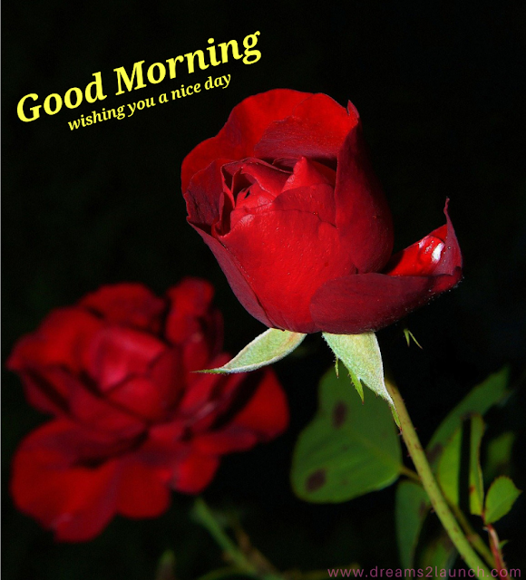 red rose good morning
