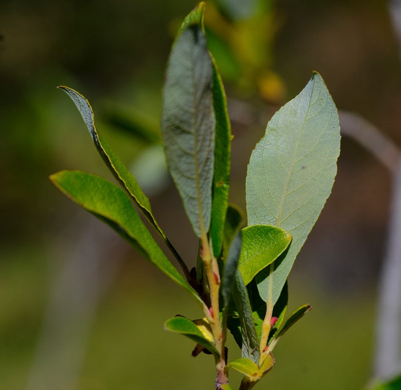 Paseos por la naturaleza Salix bicolor