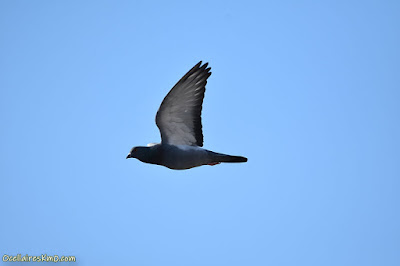 Paloma bravía (Columba livia)