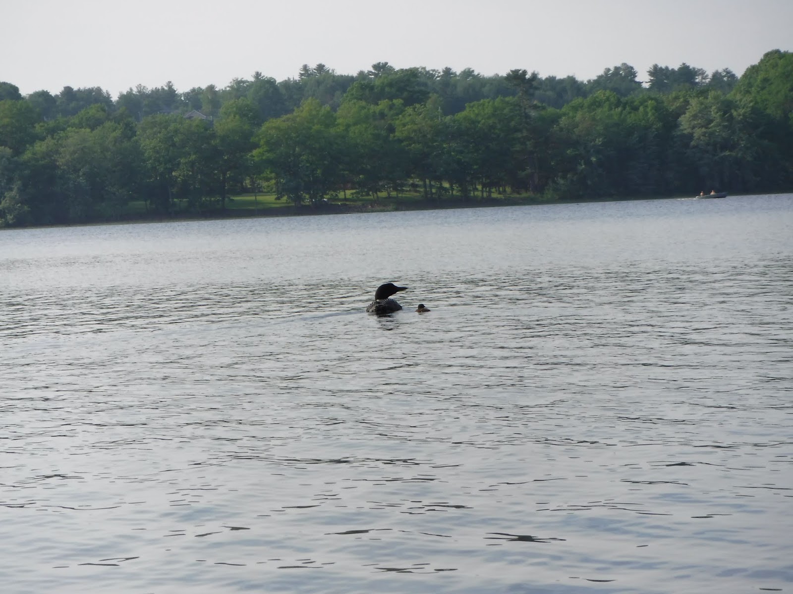 Hermon Pond and Souadabscook Stream