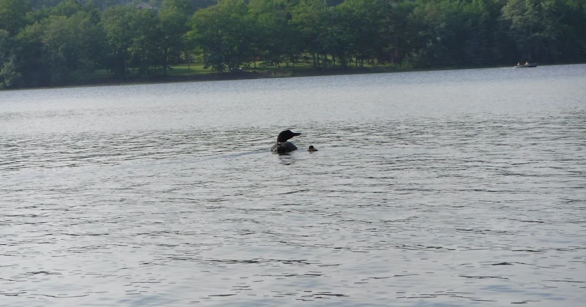 Hermon Pond and Souadabscook Stream