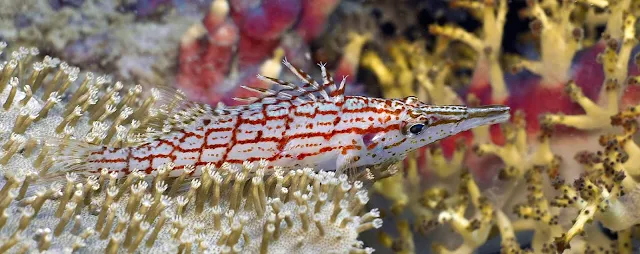 Gambar Ikan Longnose Hawkfish - Budidaya ikan