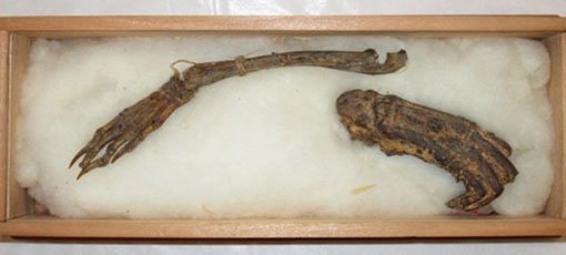 mummified-kappa-mythological-creature