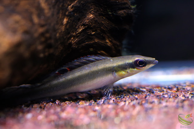 Crenicichla notophthalmus