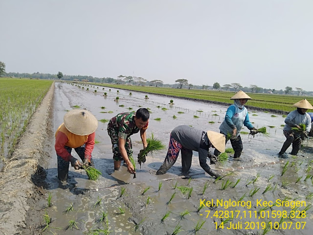 Wujudkan Swasembada Pangan, Babinsa Bantu Petani Menanam Padi