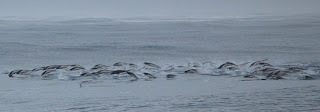 Güney gerçek balina yunusları