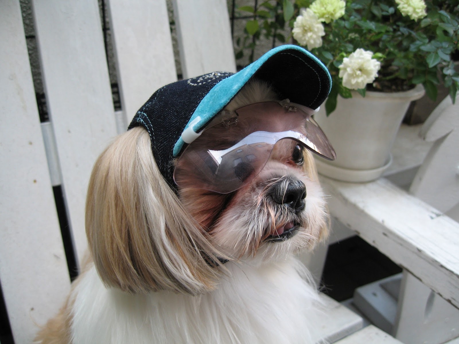 犬の帽子のお店 I.M.GALLERY blog: 新商品紹介 デニムキャップ（全6色）
