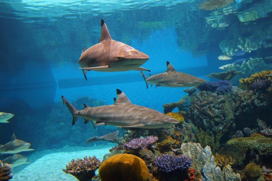 25 melhores aquários do mundo.