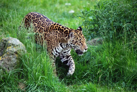 El jaguar, un felino nocturno Para saber más de animales Para saber más