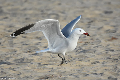 Gavina corsa (Ichthyaetus audouinii)