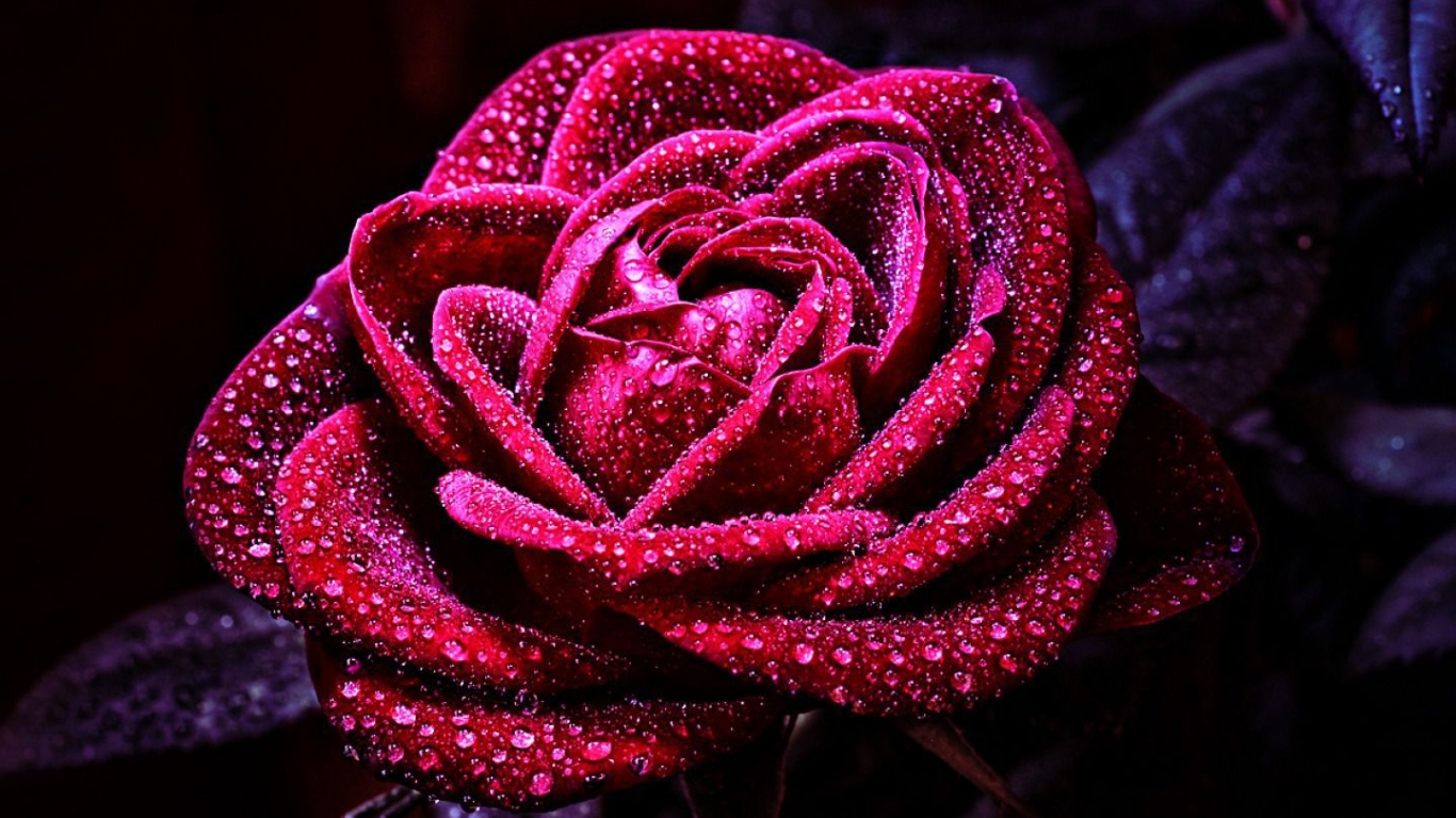100 Gambar Bunga Mawar Yang Paling Indah Erwinpratama