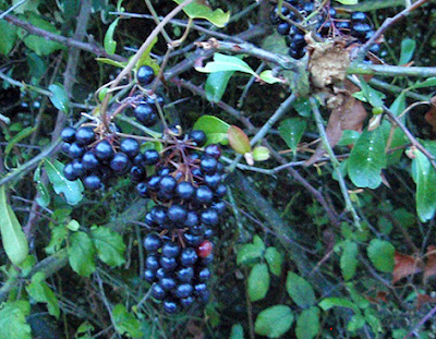 Aligustre o Alheña (Ligustrum vulgare)