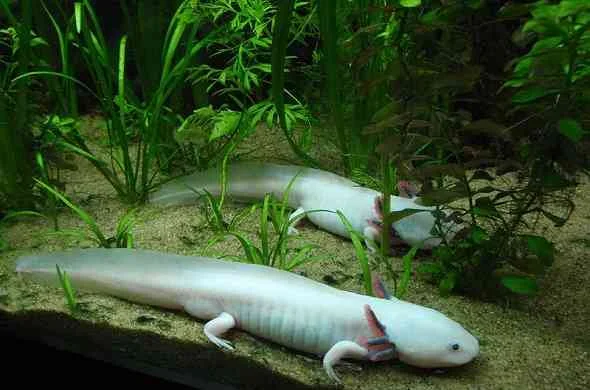 Axolotl-عفريت-الماء