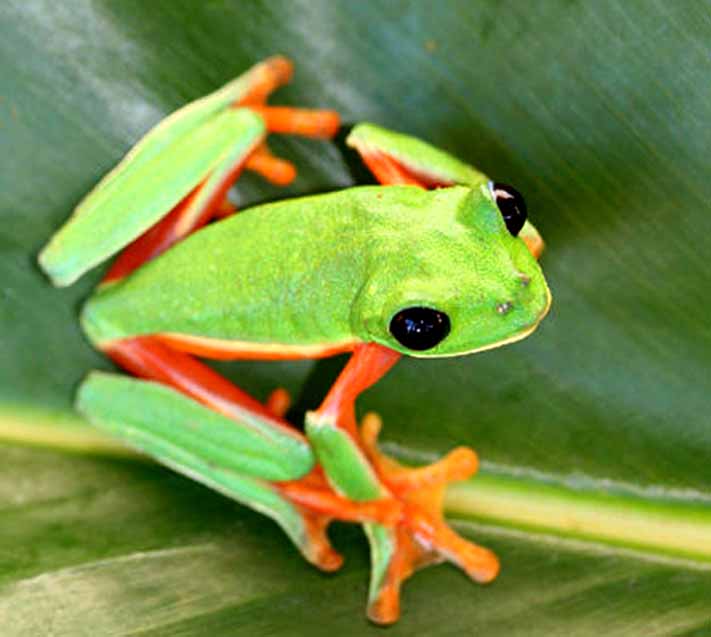 Más de la mitad de especies de anfibios de México está en peligro de extinción - México La Red Animales en México
