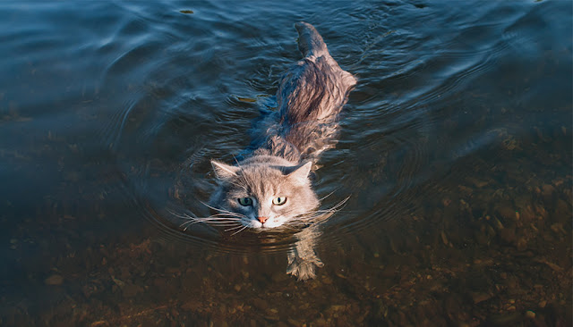 Design4Pet_i gatti e l'acqua