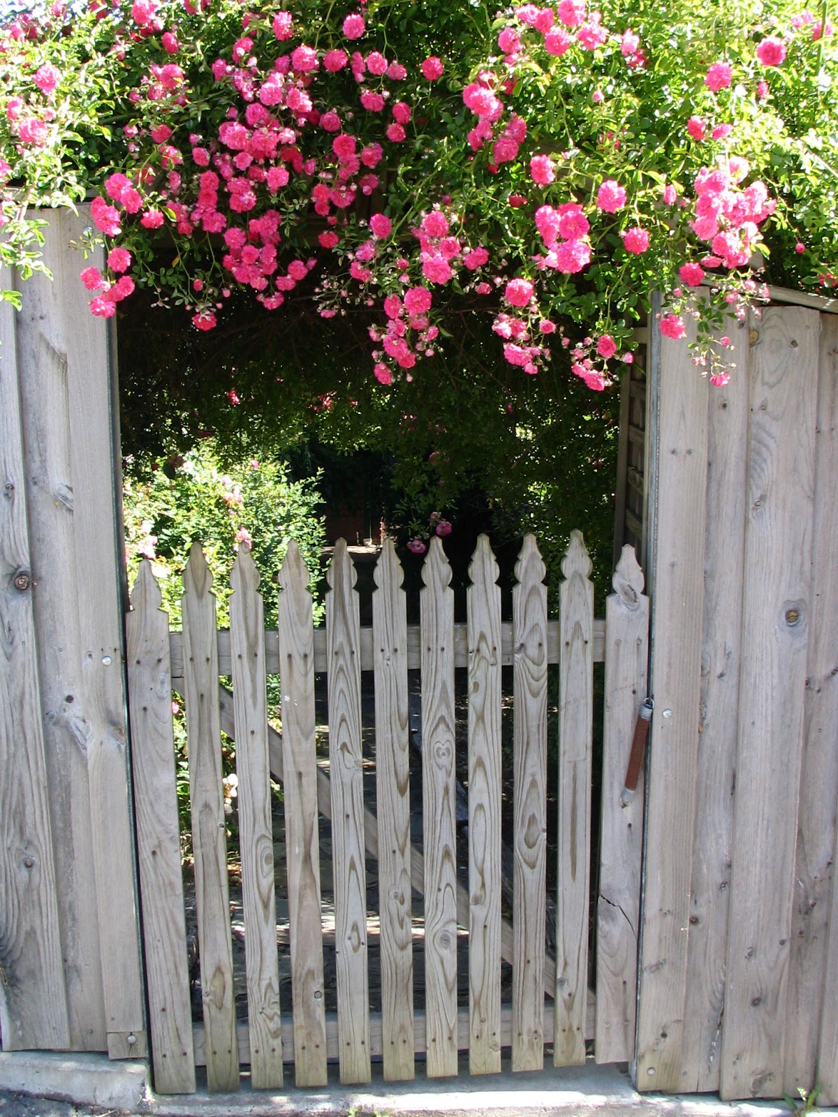 The Consummate Gardener Florida Gardening and More Florida Gardening