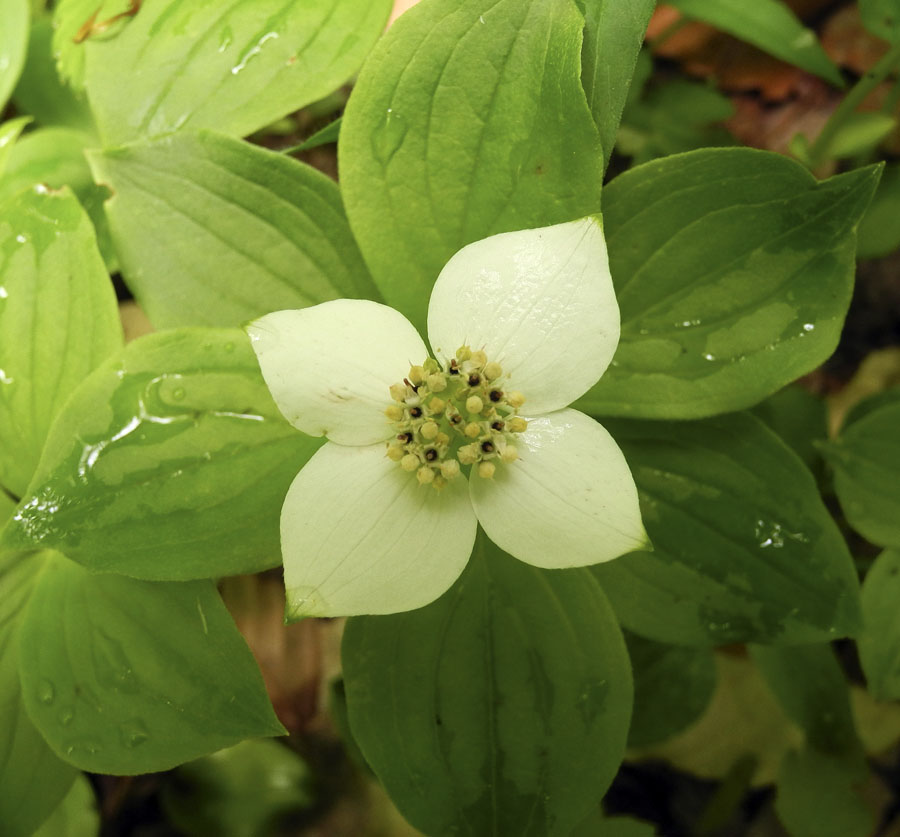 Studio and Garden A Walk in the Woods Dress Whites, Hoods, and