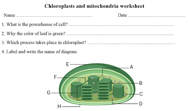 chloroplast and mitochondria worksheet
