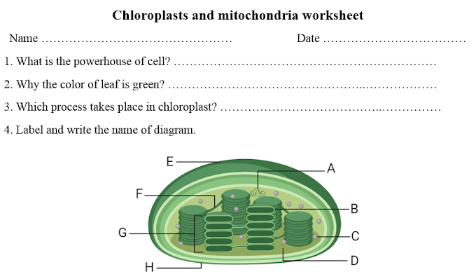 Chloroplasts Worksheet | PDF Download