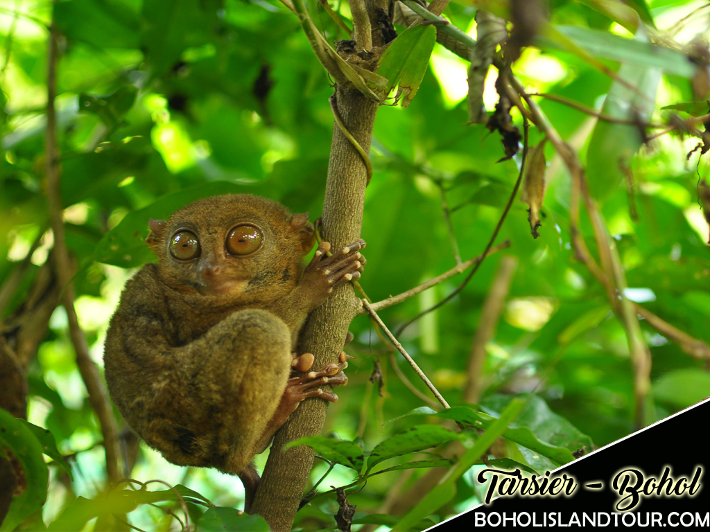 tarsier-bohol-philippines