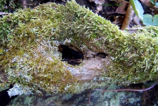 Tana scavata in un ramo di legno ricoperto di muschio