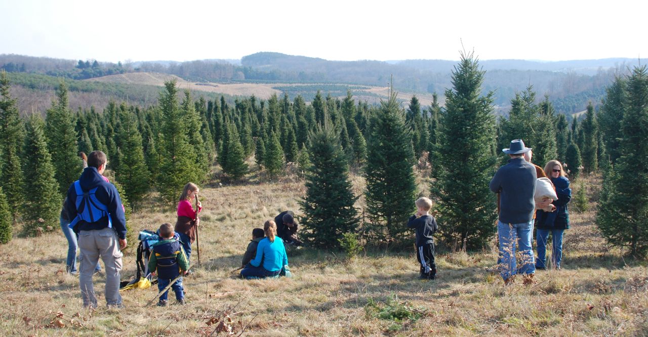 Wife, Mother, Gardener Renick's Christmas Tree Farm