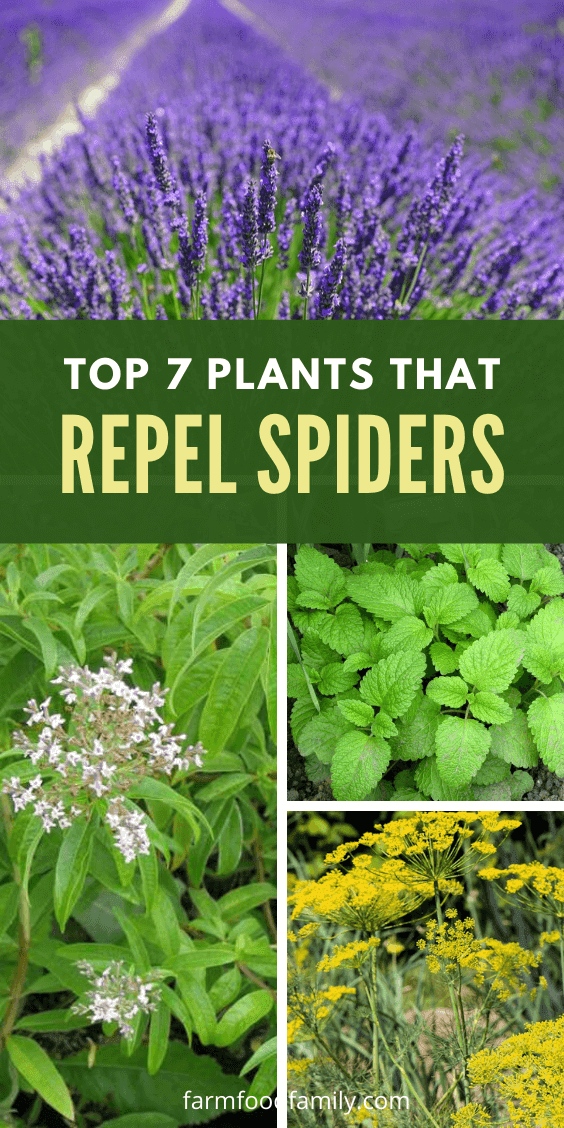 TOP 7 PLANTS THAT REPEL SPIDERS pinsgreatrecipes