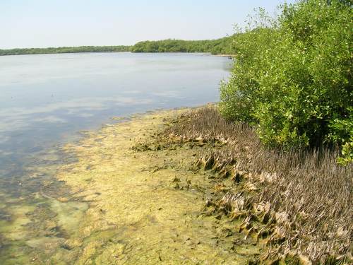 Mangrove Adaptation to Extreme Environments in Mangrove 