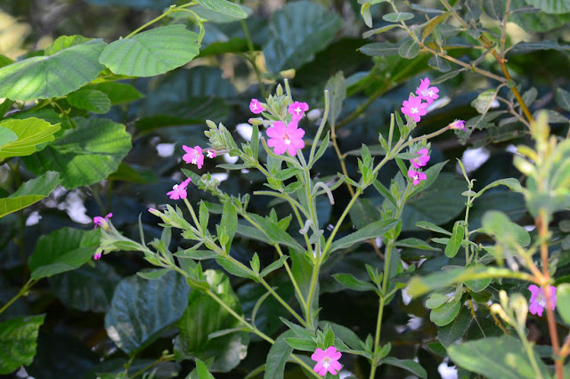 Epilobium hirsutum Epilobium hirsutum