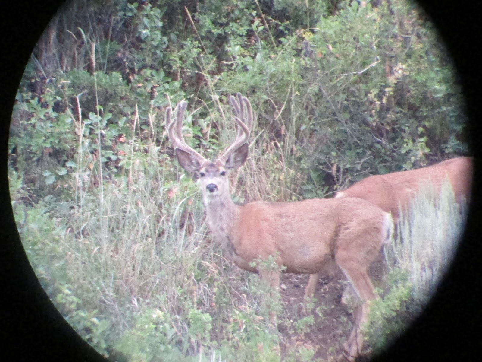 Utah Big Game Odds The single most helpful collection of information