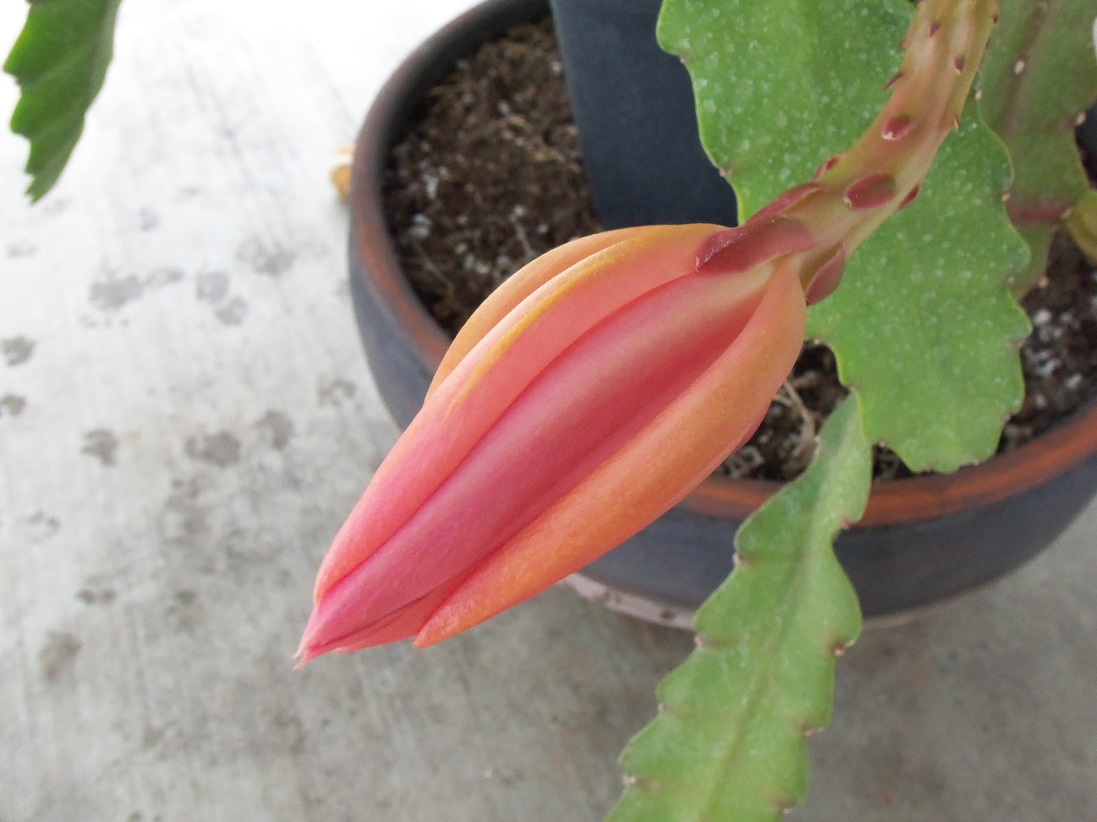 The Epiphyllum Garden 'Padre'