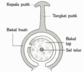  tumbuhan harus bereproduksi untuk menghasilkan tumbuhan baru Alat Kelamin Betina pada Bunga