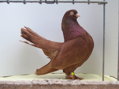 red muffed pigeons - muffed tumblers pigeons