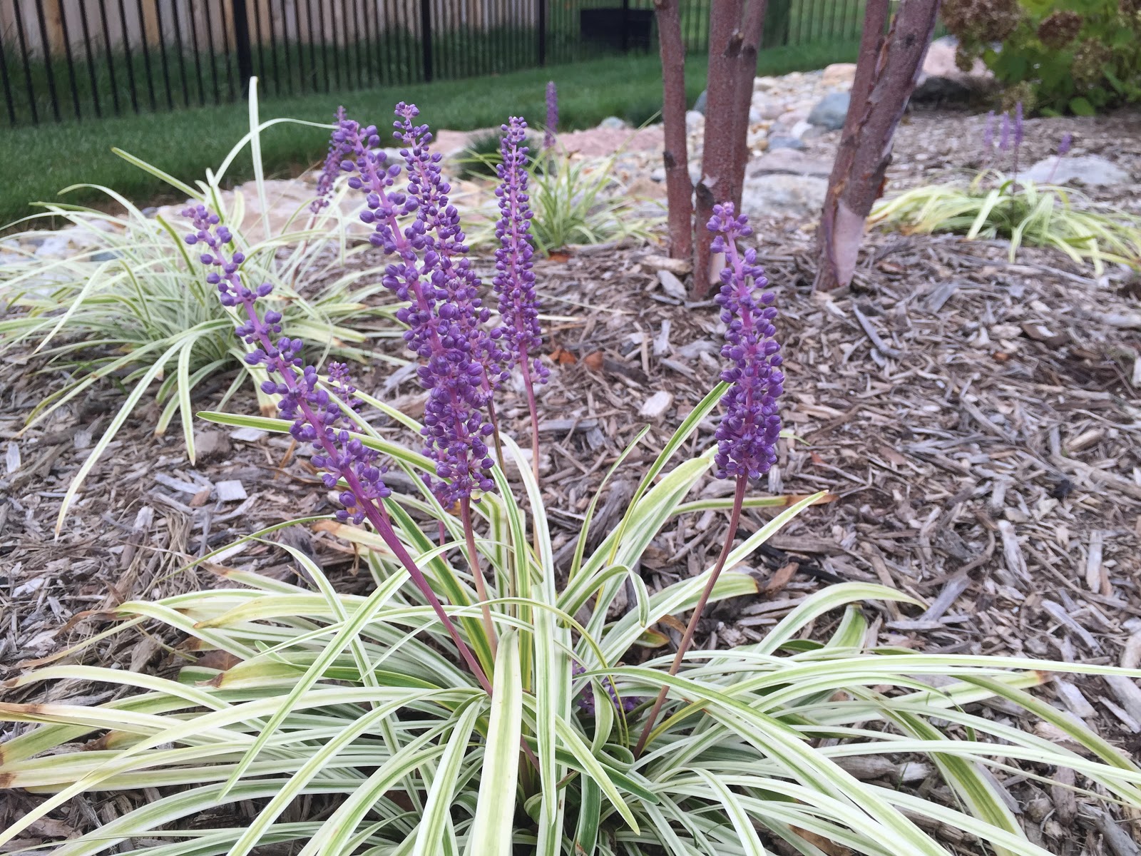 In The Garden Now Variety S The Spice Of Shoreline Area News