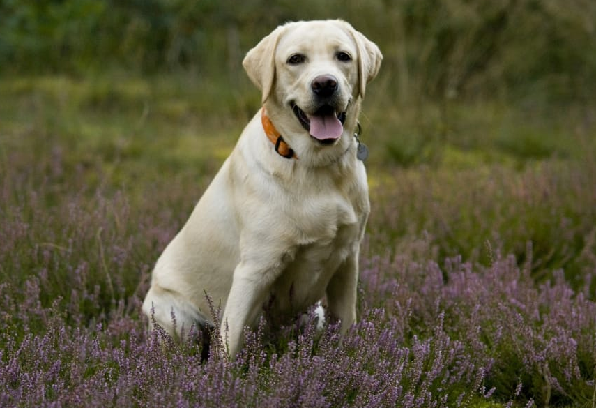 LABRADOR ORIGINAL BREED Labrador Puppy Price in Pune