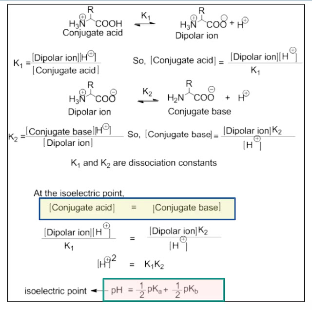 Zwitterion and isoelectric point Definition, Separation of amino acid, TLC.