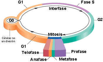 Ciclo celular de las células somáticas Ciclo celular de las células somáticas