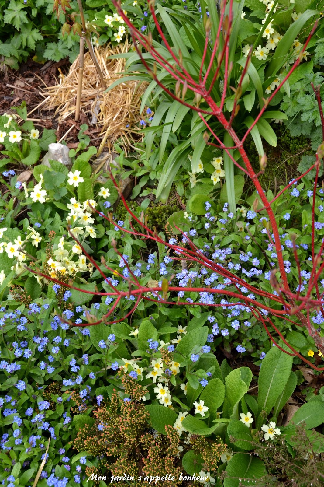 Temps De Jardin Amour Ou Haine Les Montbretias