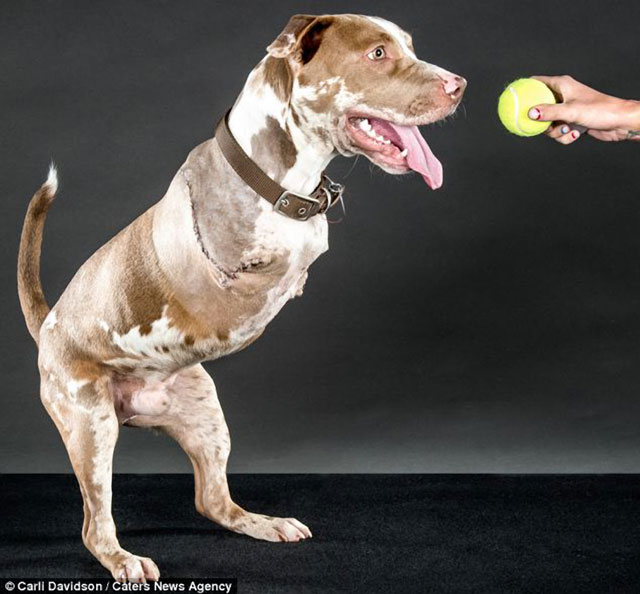 sokak köpeklerine selam vermek adam olmaya çeyrek var demektir
