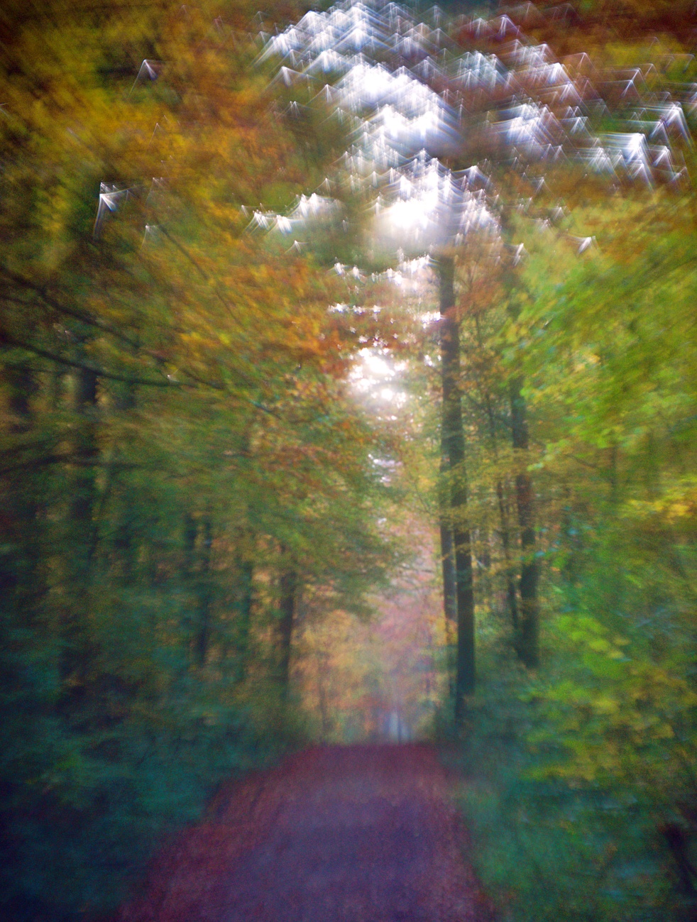 Herbstlicher Wald