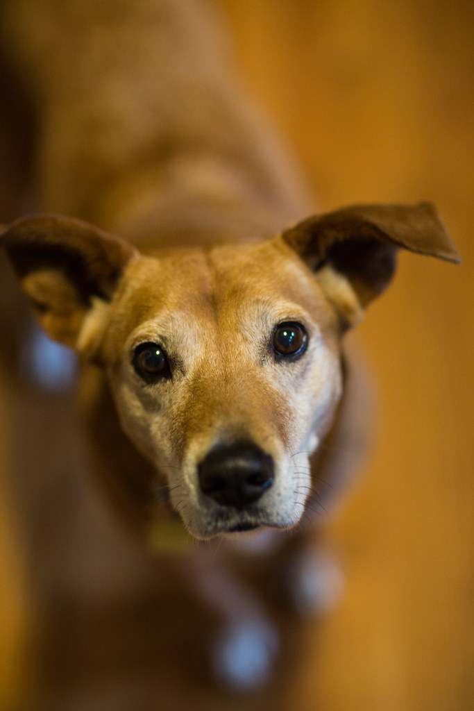 The Best Dogs for City Dwellers Pets Lovers