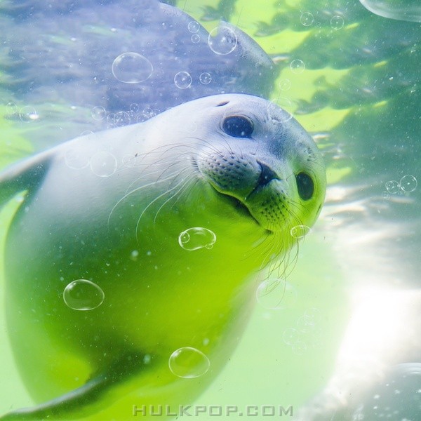 i11evn – 뽀글뽀글 – Single